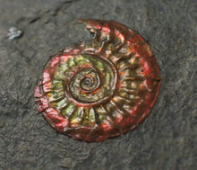 Load image into Gallery viewer, Rainbow red Caloceras display ammonite
