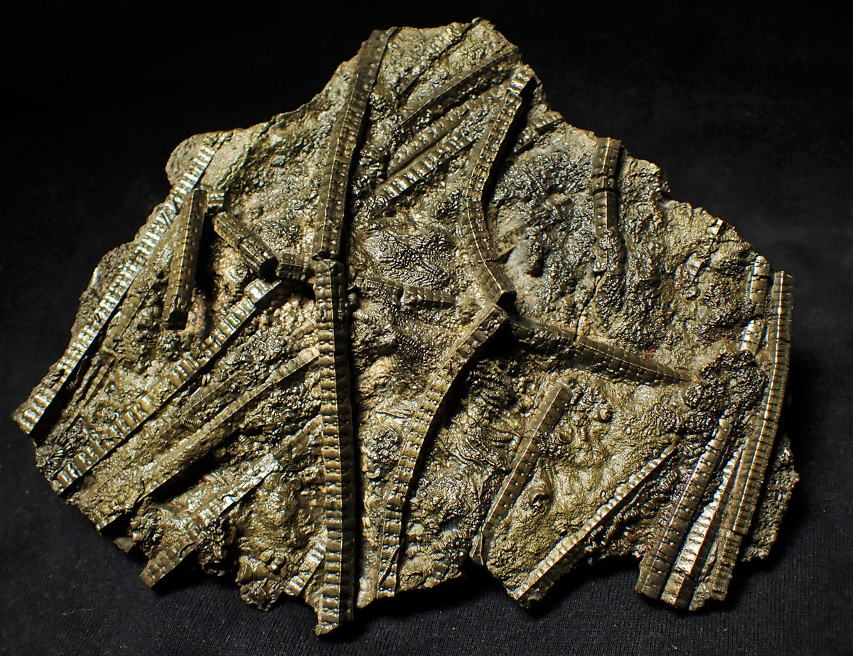 Large stunningly detailed 3D pyrite crinoid fossil (145 mm) – Jurassic ...