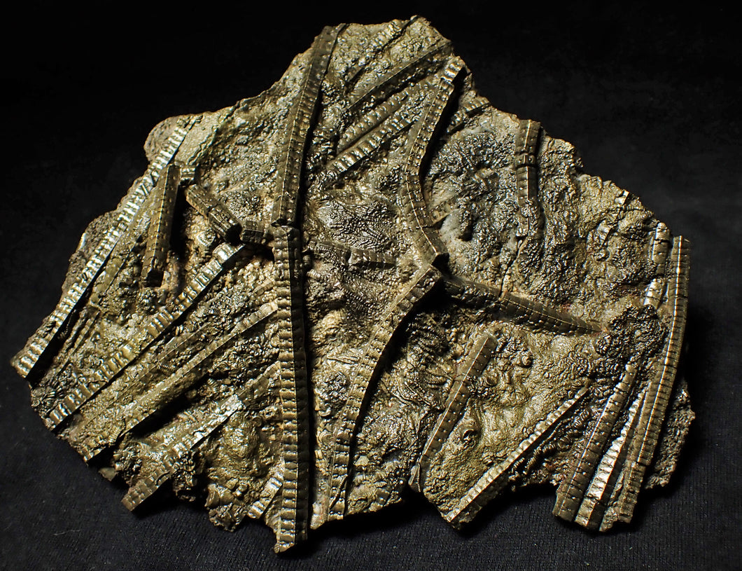 Large stunningly detailed 3D pyrite crinoid fossil (145 mm)
