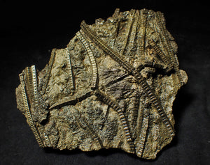 Large stunningly detailed 3D pyrite crinoid fossil (145 mm)