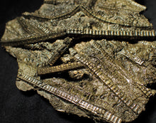 Load image into Gallery viewer, Large stunningly detailed 3D pyrite crinoid fossil (145 mm)
