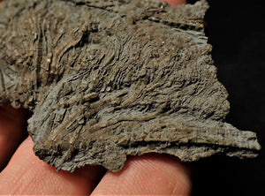 Fossil crinoid stems with partial 3D head (84 mm)