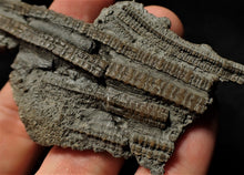 Load image into Gallery viewer, Fossil crinoid stems with partial 3D head (84 mm)
