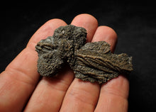 Load image into Gallery viewer, Fossil crinoid with partial 3D head (56 mm)
