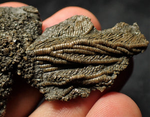 Fossil crinoid with partial 3D head (56 mm)