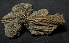 Load image into Gallery viewer, Fossil crinoid with partial 3D head (56 mm)
