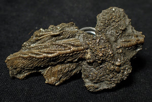 Fossil crinoid with partial 3D head (56 mm)