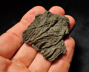 Detailed 3D crinoid head fossil (49 mm)