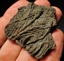 Load image into Gallery viewer, Detailed 3D crinoid head fossil (49 mm)
