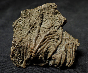 Detailed 3D crinoid head fossil (49 mm)