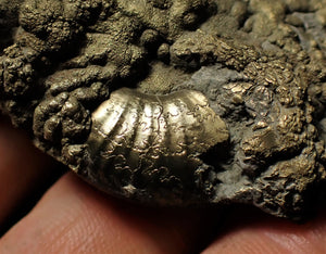 Gleviceras pyrite ammonite fossil (78 mm)