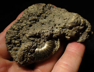 Gleviceras pyrite ammonite fossil (78 mm)