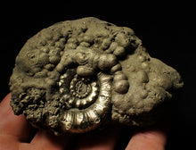 Load image into Gallery viewer, Large pyrite Eoderoceras ammonite (82 mm)
