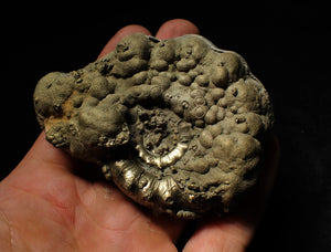 Large pyrite Eoderoceras ammonite (82 mm)