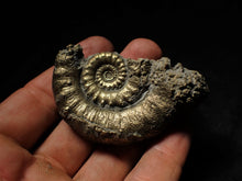 Load image into Gallery viewer, Large pyrite Eoderoceras ammonite (66 mm)
