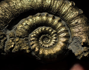 Large pyrite Eoderoceras ammonite (66 mm)