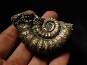 Large pyrite Eoderoceras ammonite (66 mm)