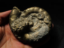 Load image into Gallery viewer, Huge pyrite Eoderoceras ammonite (96 mm)
