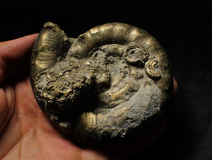 Huge pyrite Eoderoceras ammonite (96 mm)