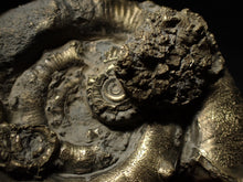 Load image into Gallery viewer, Huge pyrite Eoderoceras ammonite (96 mm)
