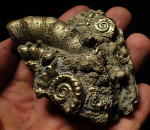 Large pyrite Eoderoceras multi-ammonite (88 mm)