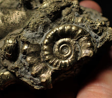 Load image into Gallery viewer, Large pyrite Eoderoceras multi-ammonite (88 mm)
