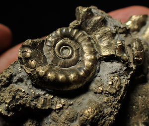 Large pyrite Eoderoceras multi-ammonite (88 mm)