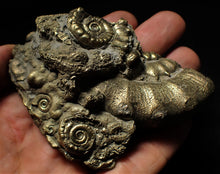 Load image into Gallery viewer, Large pyrite Eoderoceras multi-ammonite (88 mm)
