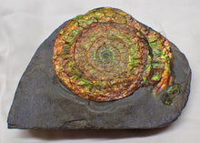 Load image into Gallery viewer, Stunning rainbow-coloured iridescent Caloceras ammonite
