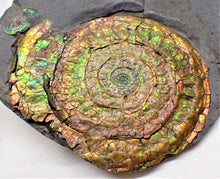 Load image into Gallery viewer, Stunning rainbow-coloured iridescent Caloceras ammonite
