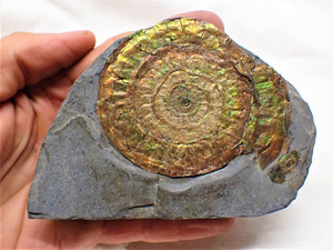 Stunning rainbow-coloured iridescent Caloceras ammonite