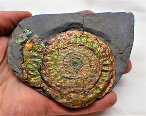 Stunning rainbow-coloured iridescent Caloceras ammonite