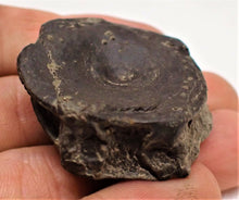 Load image into Gallery viewer, Top-quality Jurassic ichthyosaur vertebra and paddle bone from Lyme Regis
