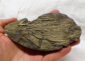 Large golden pyrite crinoid head (143 mm) <em>Pentacrinites</em>