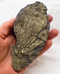 Large golden pyrite crinoid head (143 mm) <em>Pentacrinites</em>
