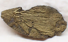 Load image into Gallery viewer, Large golden pyrite crinoid head (143 mm) &lt;em&gt;Pentacrinites&lt;/em&gt;
