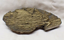 Load image into Gallery viewer, Large golden pyrite crinoid head (143 mm) &lt;em&gt;Pentacrinites&lt;/em&gt;
