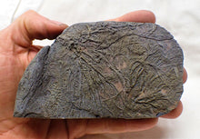 Load image into Gallery viewer, Rare pyrite multi-crinoid in shale display fossil (125 mm)
