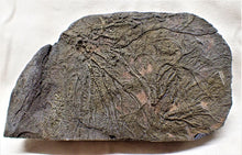 Load image into Gallery viewer, Rare pyrite multi-crinoid in shale display fossil (125 mm)
