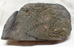 Rare pyrite multi-crinoid in shale display fossil (125 mm)