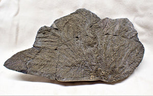 Large detailed pyrite crinoid fossil (160 mm)