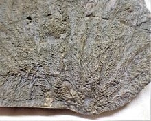 Load image into Gallery viewer, Large detailed pyrite crinoid fossil (160 mm)
