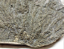 Load image into Gallery viewer, Large detailed pyrite crinoid fossil (160 mm)
