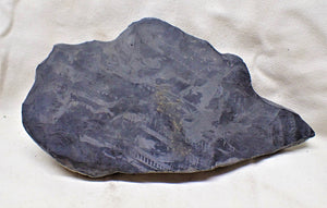 Large detailed pyrite crinoid fossil (160 mm)
