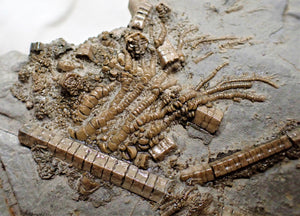 Rare large crinoid in shale display fossil