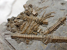 Load image into Gallery viewer, Rare large crinoid in shale display fossil
