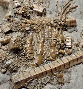 Rare large crinoid in shale display fossil