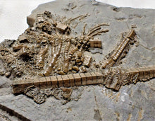 Load image into Gallery viewer, Rare large crinoid in shale display fossil
