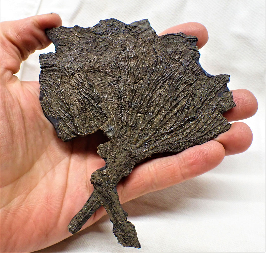 Large complete crinoid fossil head (125 mm) <em>Pentacrinites</em>