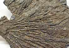 Load image into Gallery viewer, Large complete crinoid fossil head (125 mm) &lt;em&gt;Pentacrinites&lt;/em&gt;
